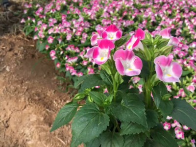 不同種類花卉對(duì)肥料的需求有哪些差異？