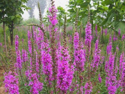 花卉苗木養(yǎng)護(hù)管理主要有幾方面？